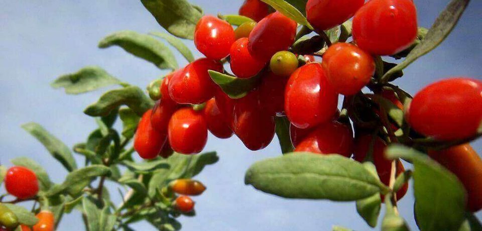 Jagody Goji. Odchudzają i uzdrawiają