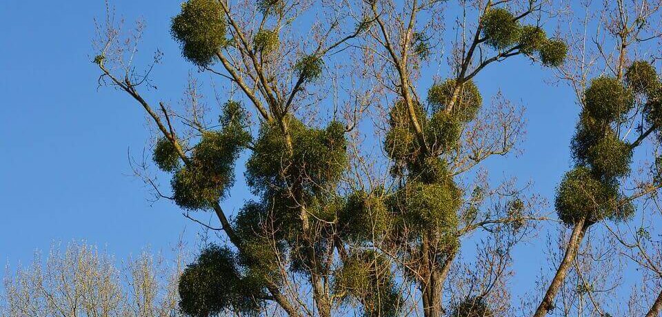 Jemioła – pożyteczny pasożyt