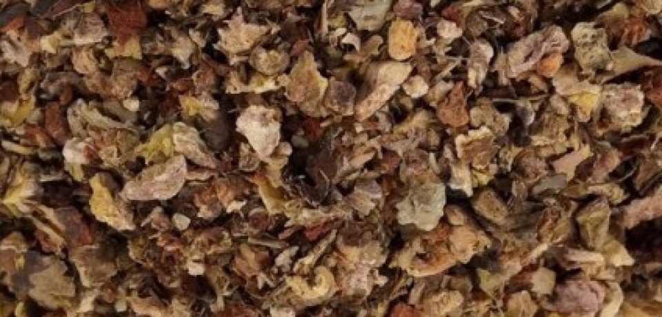 Różeniec górski – na zmęczenie, stres i nie tylko