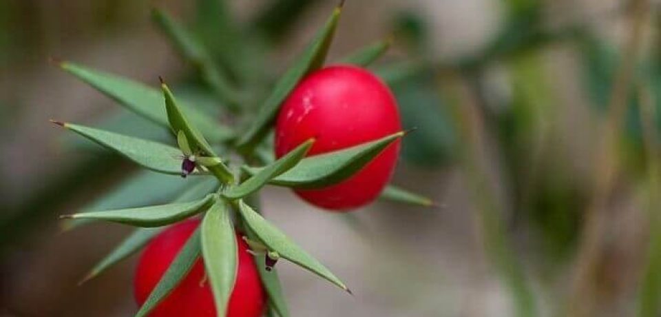 Żądło na myszy w służbie człowiekowi