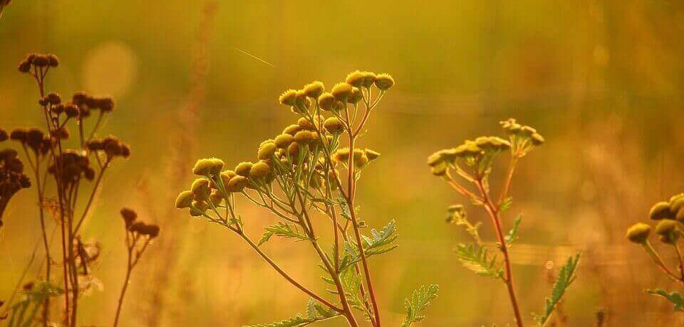 Jakże cenny wrotycz!