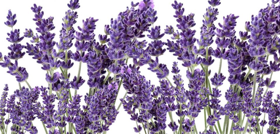 Lawenda wąskolistna (Lavandula angustifolia)