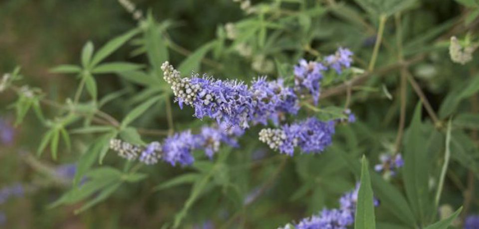 NIEPOKALANEK – KOBIECE ZIOŁO, ALE NIE TYLKO