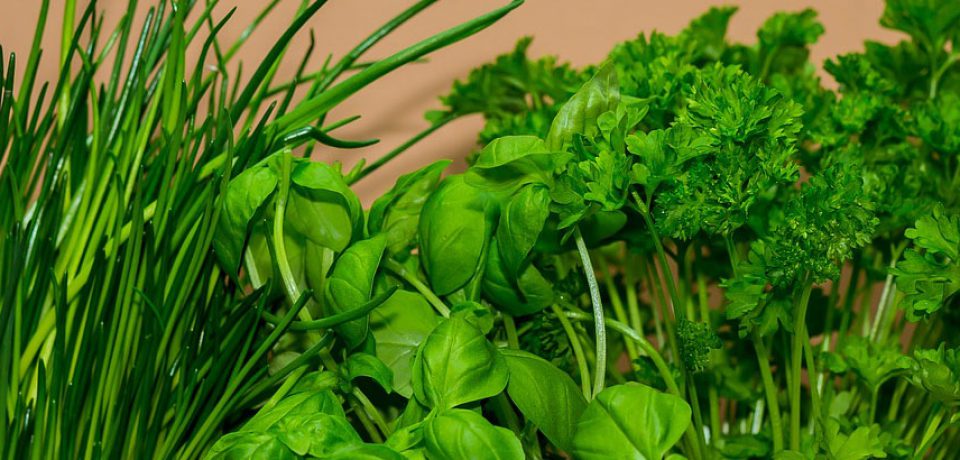 7 NAJCENNIEJSZYCH ZIÓŁ, KTÓRE WARTO MIEĆ W SWOIM OGRÓDKU