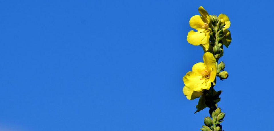 NA OSKRZELA – DZIEWANNA