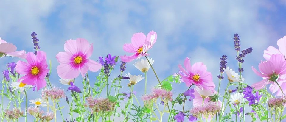 JADALNY OGRÓD KWIATOWY – czyli, jakie kwiaty można zjadać a jakie nie + kilka przepisów na kwiaty