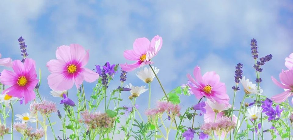 JADALNY OGRÓD KWIATOWY – czyli, jakie kwiaty można zjadać a jakie nie + kilka przepisów na kwiaty