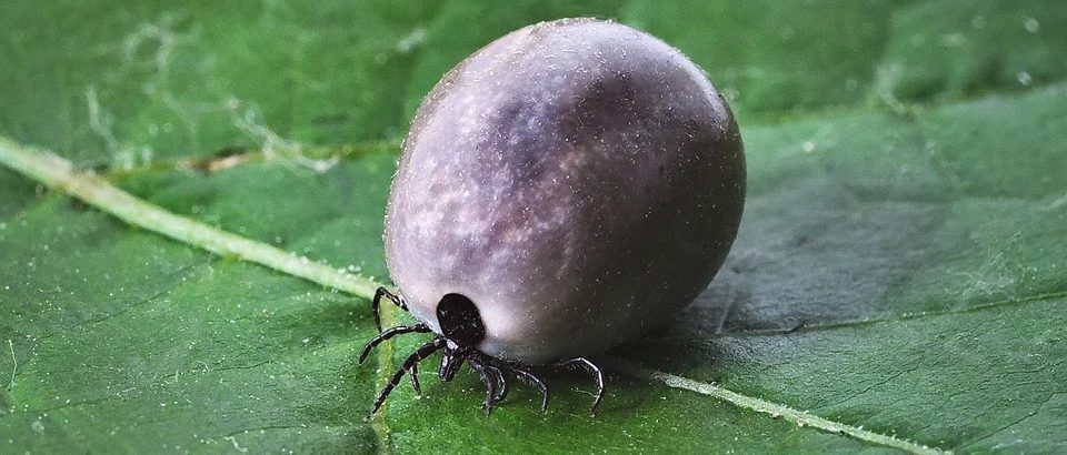 3 DOMOWE SPOSOBY NA KLESZCZE + przepis na olejek na kleszcze