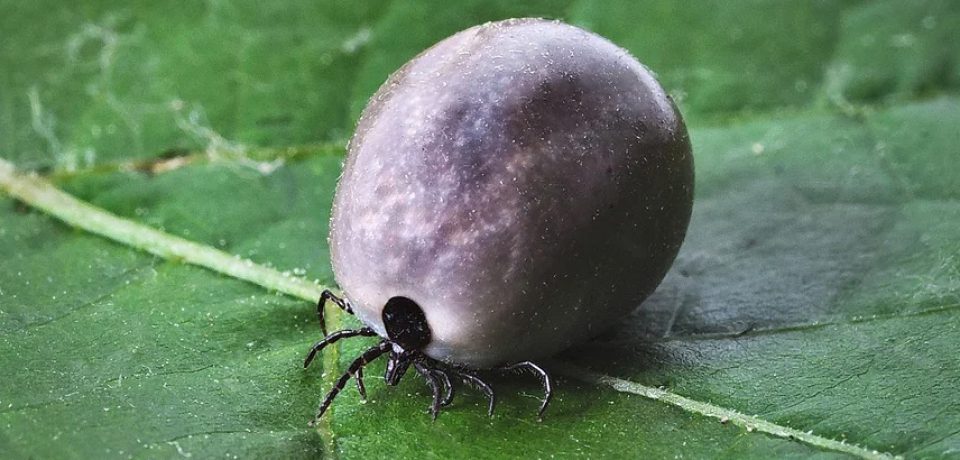 3 DOMOWE SPOSOBY NA KLESZCZE + przepis na olejek na kleszcze