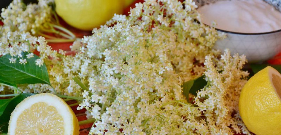 SYROP Z KWIATÓW BZU CZARNEGO? + przepis, właściwości