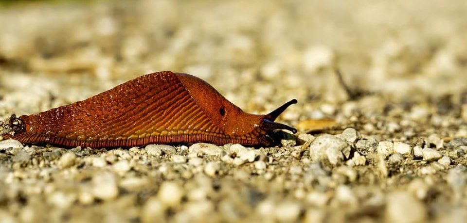 ŚLIMAKI W OGRODZIE – JAK SIĘ Z NIMI ROZPRAWIĆ? DOMOWE SPOSOBY.