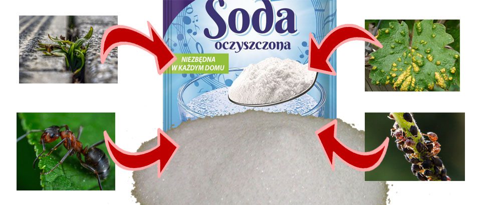 SODA – REMEDIUM PRZECIWKO SZKODNIKOM + PRZEPISY