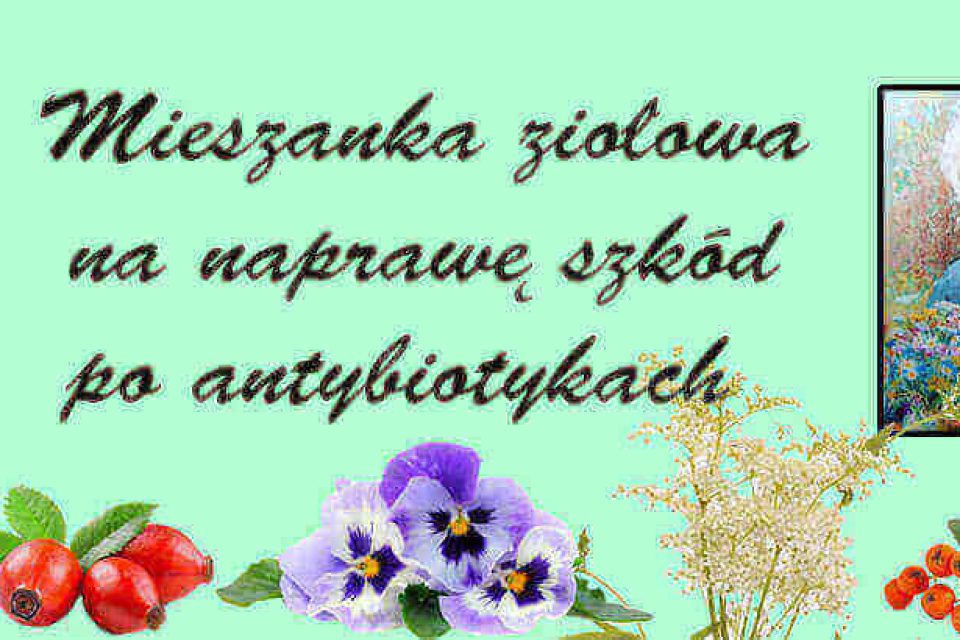 Mieszanka ziołowa na naprawę szkód po antybiotykach